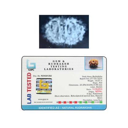 13 Mukhi Rudraksha (Nepal) 23.29 M.M.