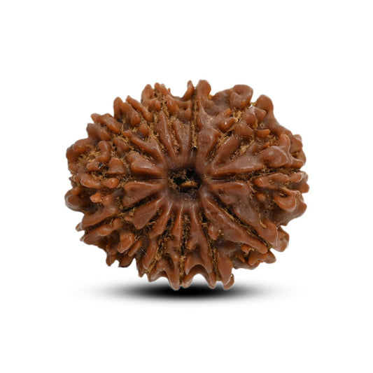 13 Mukhi Rudraksha (Nepal) 22.94 M.M.