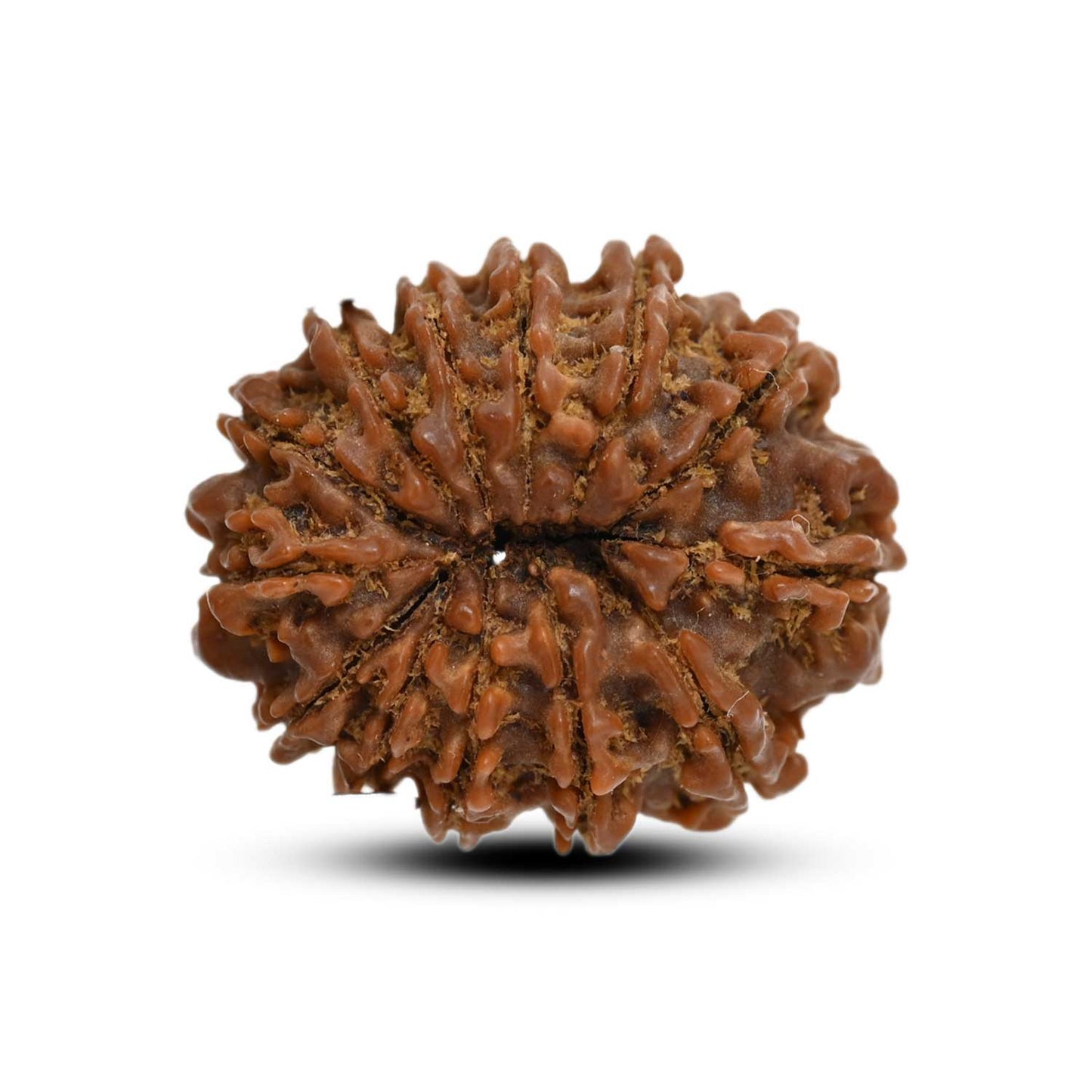 13 Mukhi Rudraksha (Nepal) 22.94 M.M.