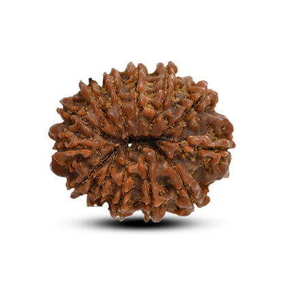 13 Mukhi Rudraksha (Nepal) 22.94 M.M.