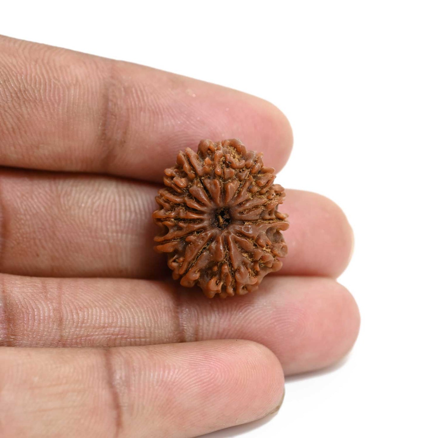 13 Mukhi Rudraksha (Nepal) 22.94 M.M.