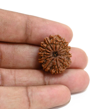 13 Mukhi Rudraksha (Nepal) 22.94 M.M.
