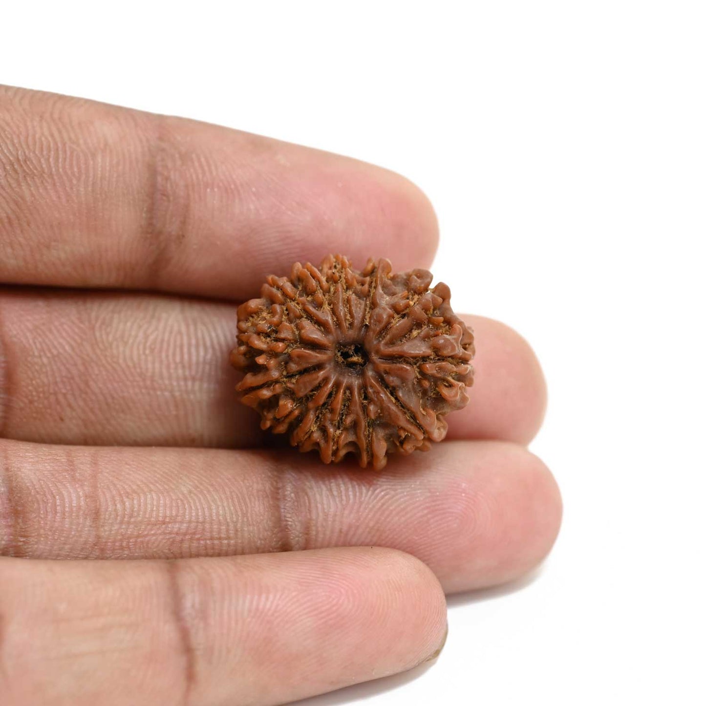 13 Mukhi Rudraksha (Nepal) 22.94 M.M.