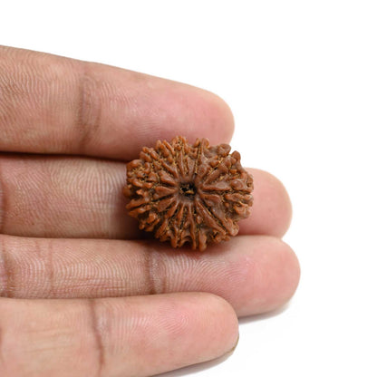 13 Mukhi Rudraksha (Nepal) 22.94 M.M.