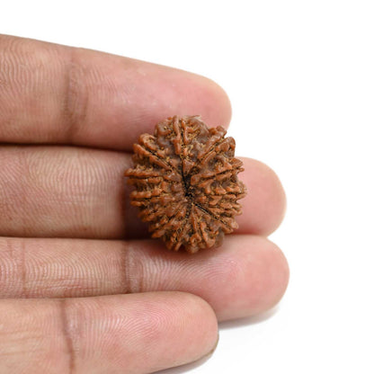 13 Mukhi Rudraksha (Nepal) 22.94 M.M.
