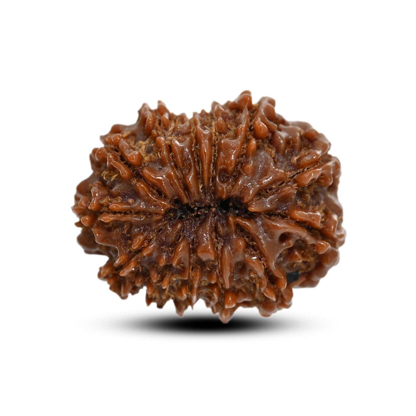 13 Mukhi Rudraksha (Nepal) 23.83 M.M.