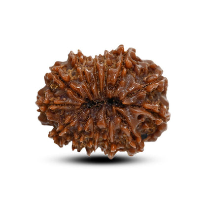 13 Mukhi Rudraksha (Nepal) 23.83 M.M.