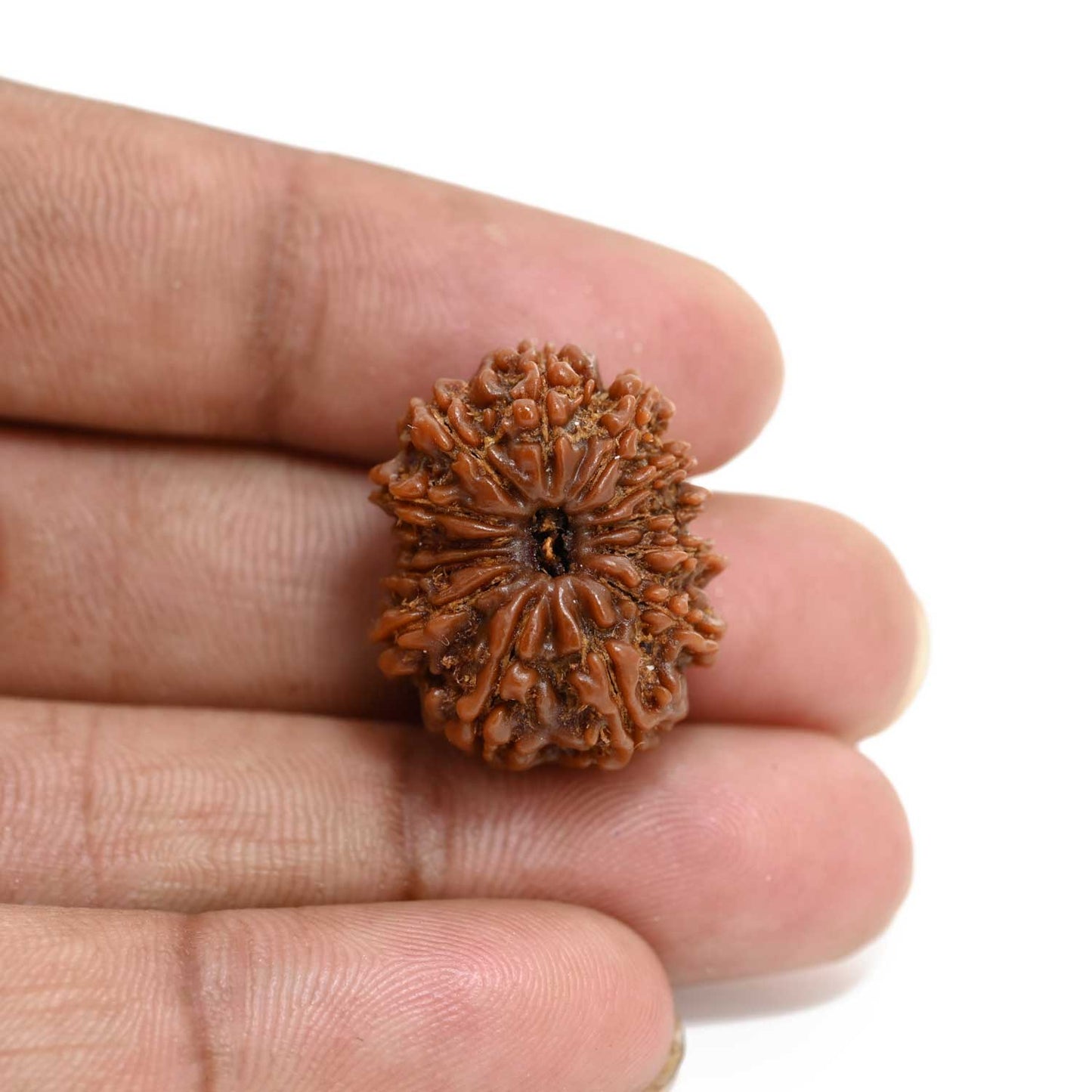 13 Mukhi Rudraksha (Nepal) 23.83 M.M.