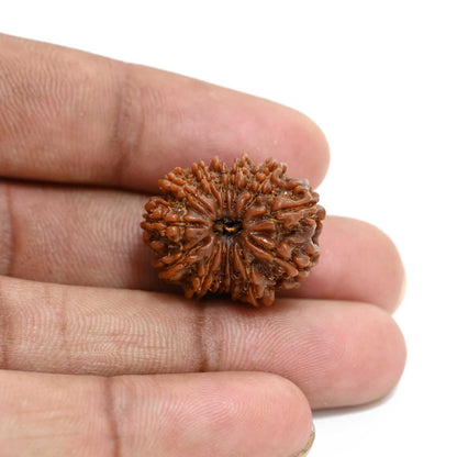 13 Mukhi Rudraksha (Nepal) 23.83 M.M.