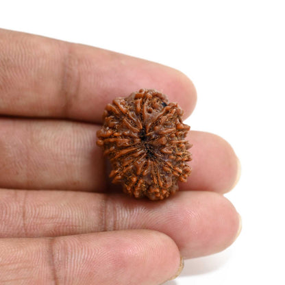 13 Mukhi Rudraksha (Nepal) 23.83 M.M.