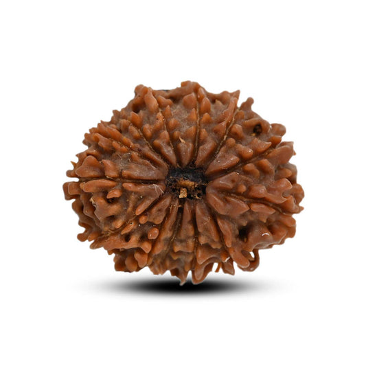 13 Mukhi Rudraksha (Nepal) 23.87 M.M.