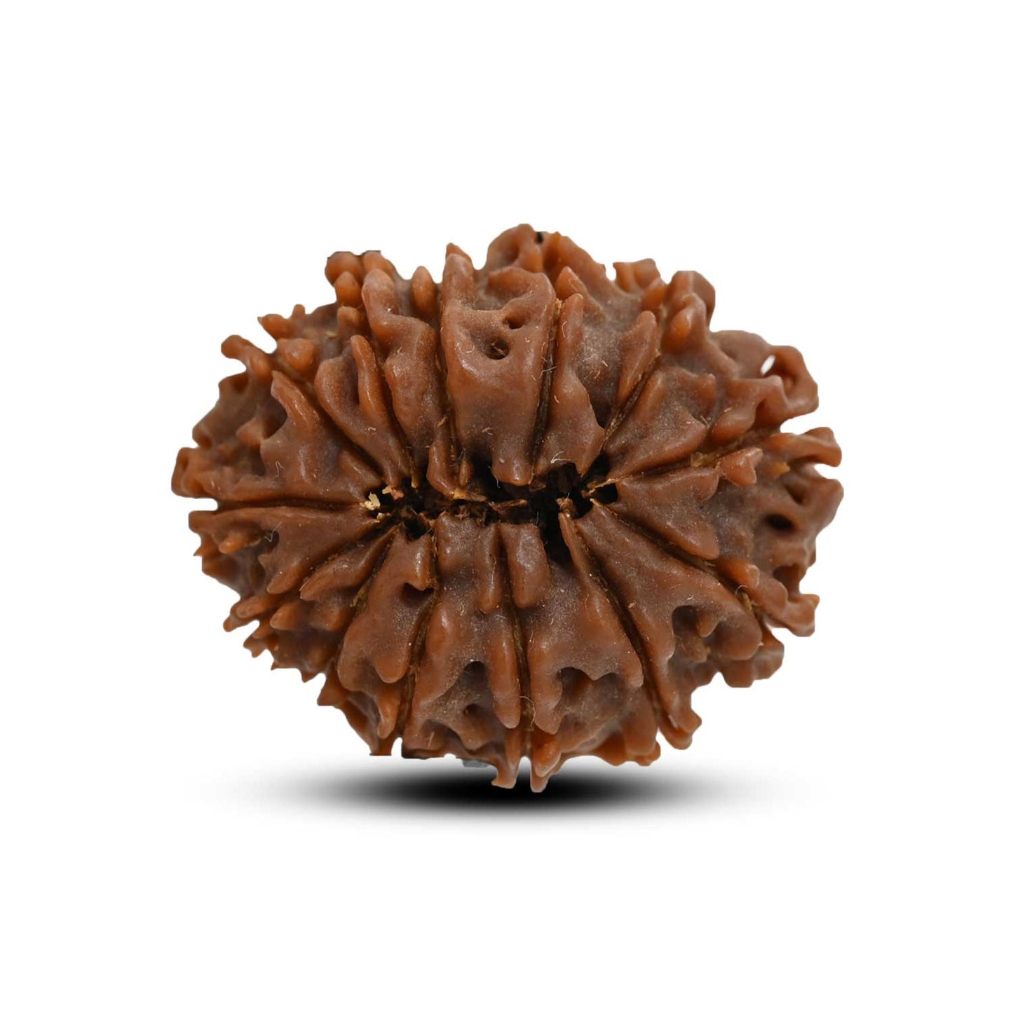 13 Mukhi Rudraksha (Nepal) 23.87 M.M.