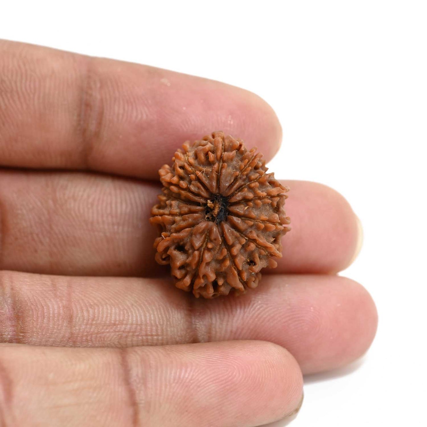 13 Mukhi Rudraksha (Nepal) 23.87 M.M.