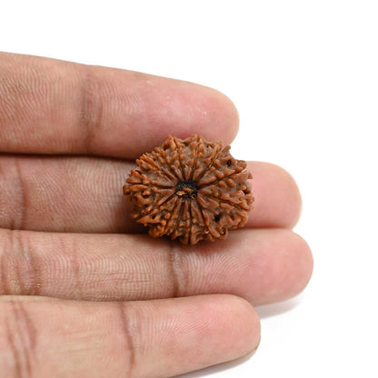 13 Mukhi Rudraksha (Nepal) 23.87 M.M.