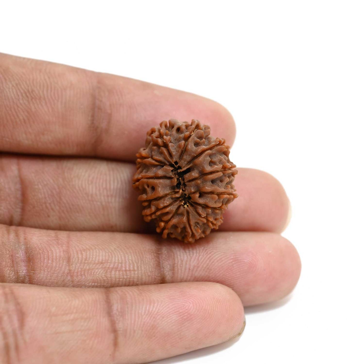 13 Mukhi Rudraksha (Nepal) 23.87 M.M.
