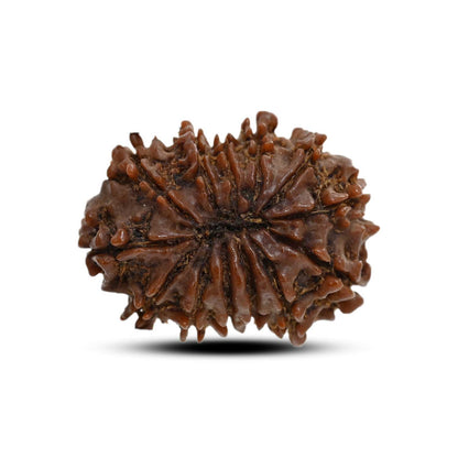 13 Mukhi Rudraksha (Nepal) 25.15 M.M.