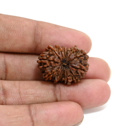 13 Mukhi Rudraksha (Nepal) 25.15 M.M.