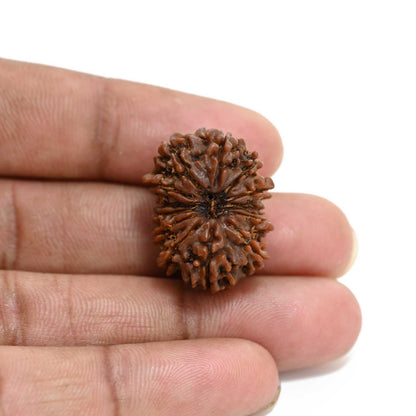 13 Mukhi Rudraksha (Nepal) 25.15 M.M.