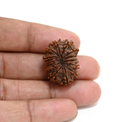 13 Mukhi Rudraksha (Nepal) 25.15 M.M.