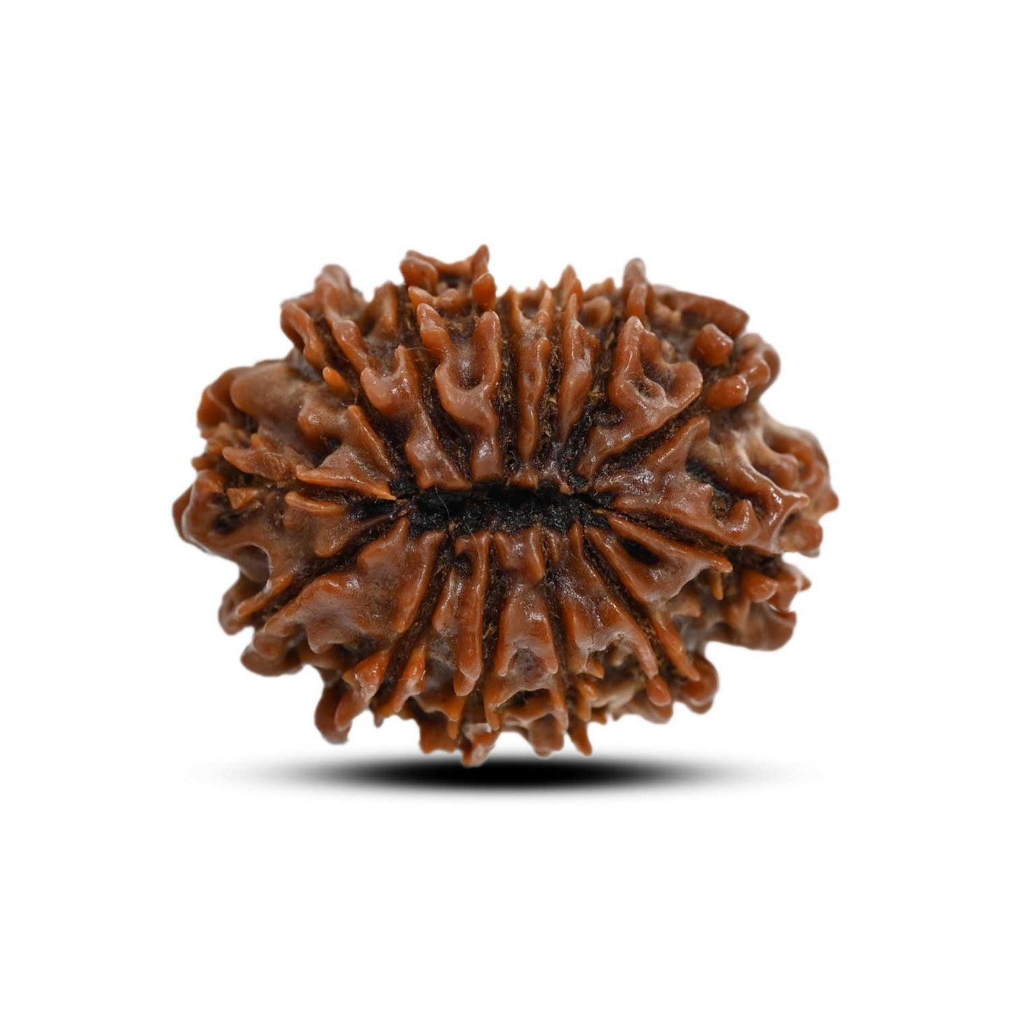 13 Mukhi Rudraksha (Nepal) 24.26 M.M.