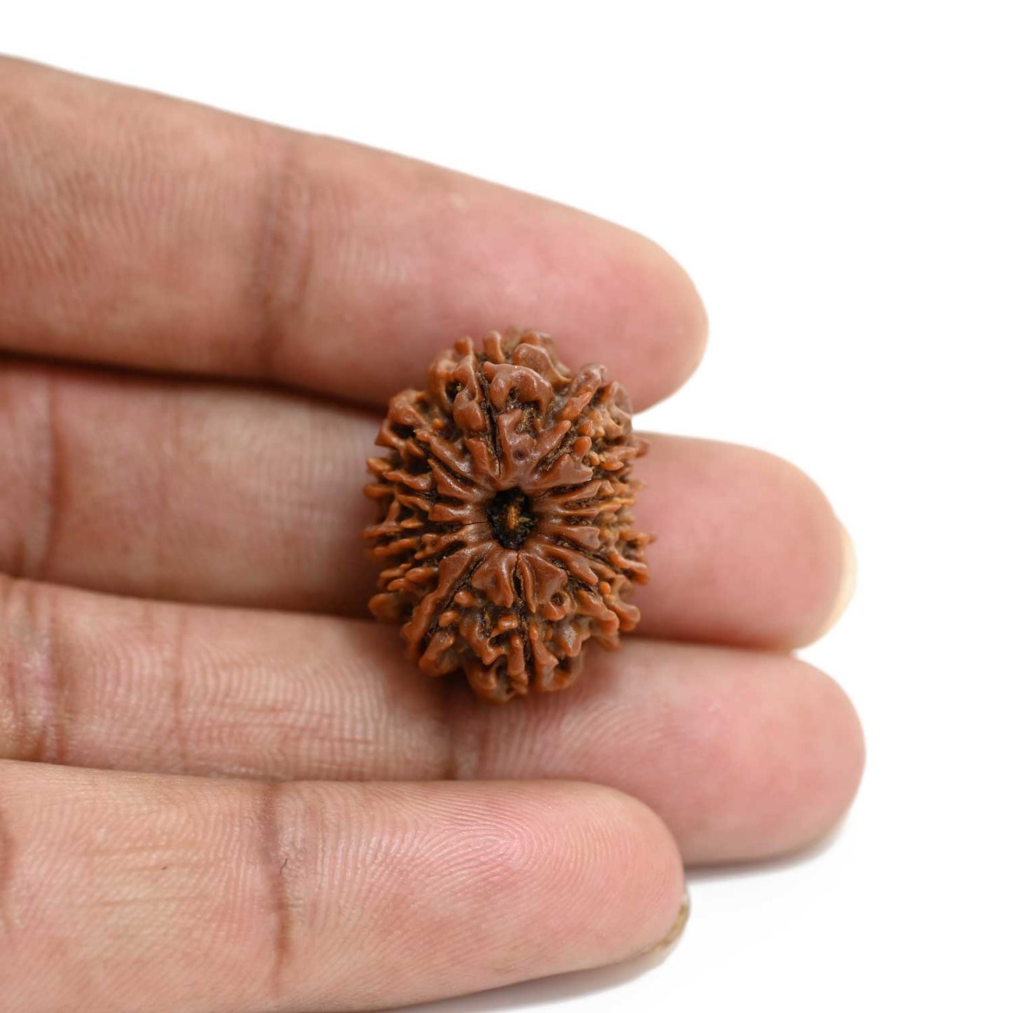 13 Mukhi Rudraksha (Nepal) 24.26 M.M.