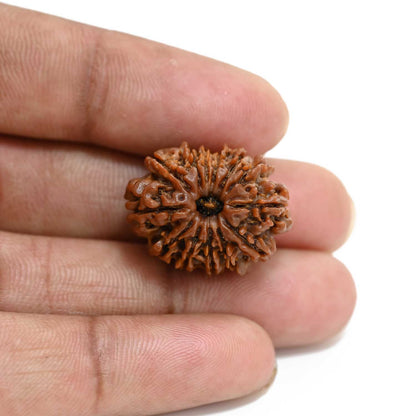 13 Mukhi Rudraksha (Nepal) 24.26 M.M.