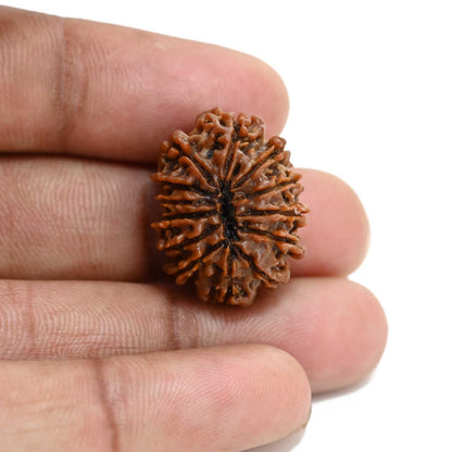 13 Mukhi Rudraksha (Nepal) 24.26 M.M.