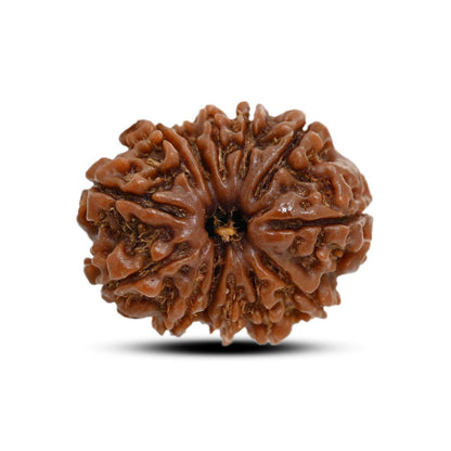 13 Mukhi Rudraksha (Nepal) 23.8 M.M.