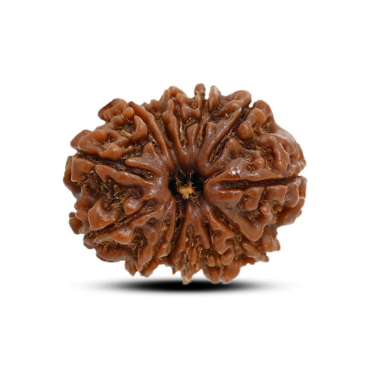 13 Mukhi Rudraksha (Nepal) 23.8 M.M.