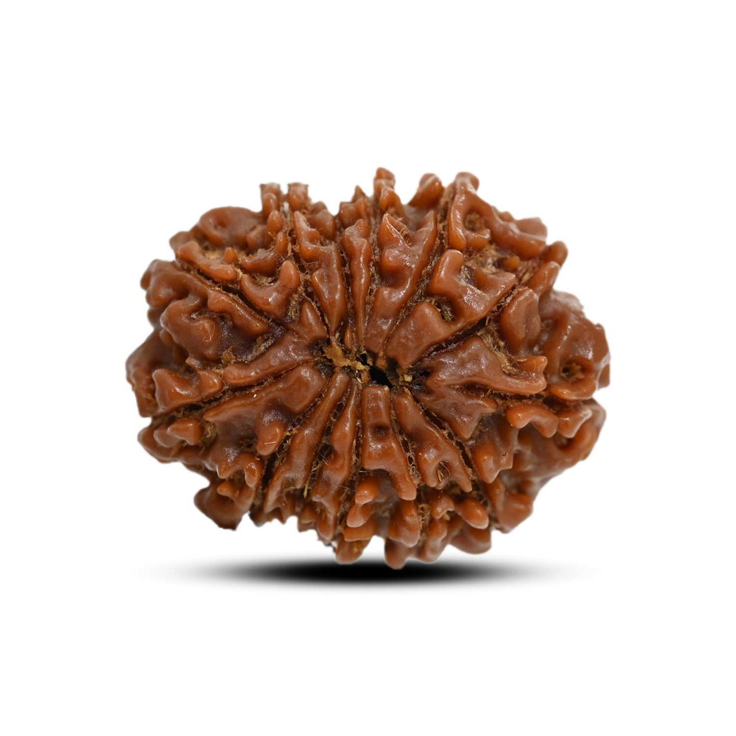 13 Mukhi Rudraksha (Nepal) 23.8 M.M.