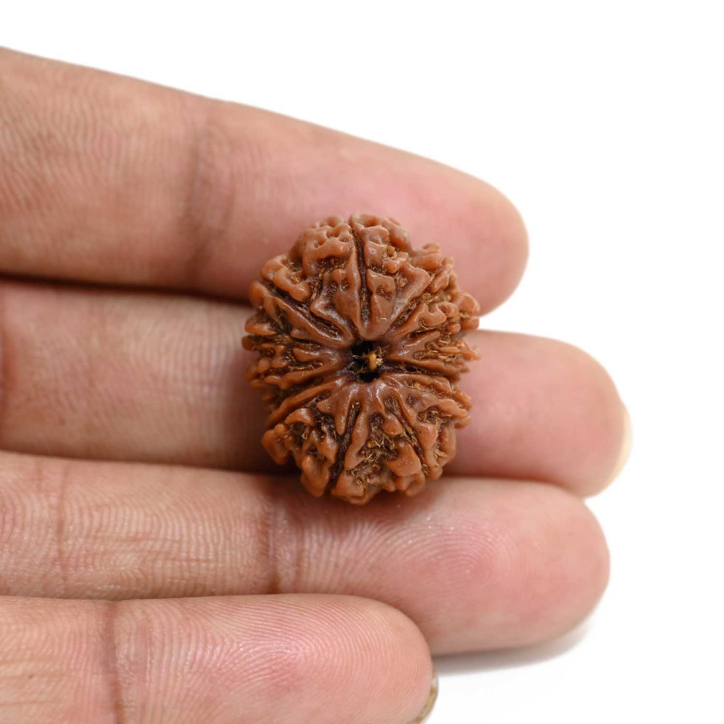 13 Mukhi Rudraksha (Nepal) 23.8 M.M.