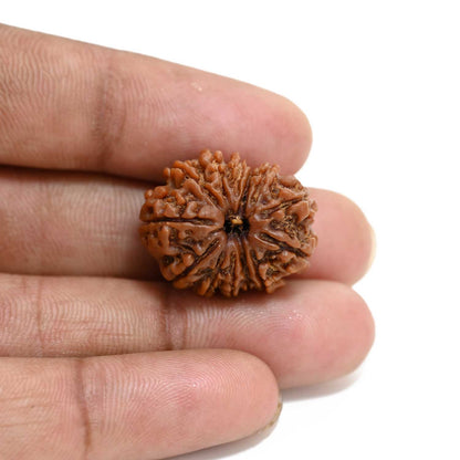 13 Mukhi Rudraksha (Nepal) 23.8 M.M.