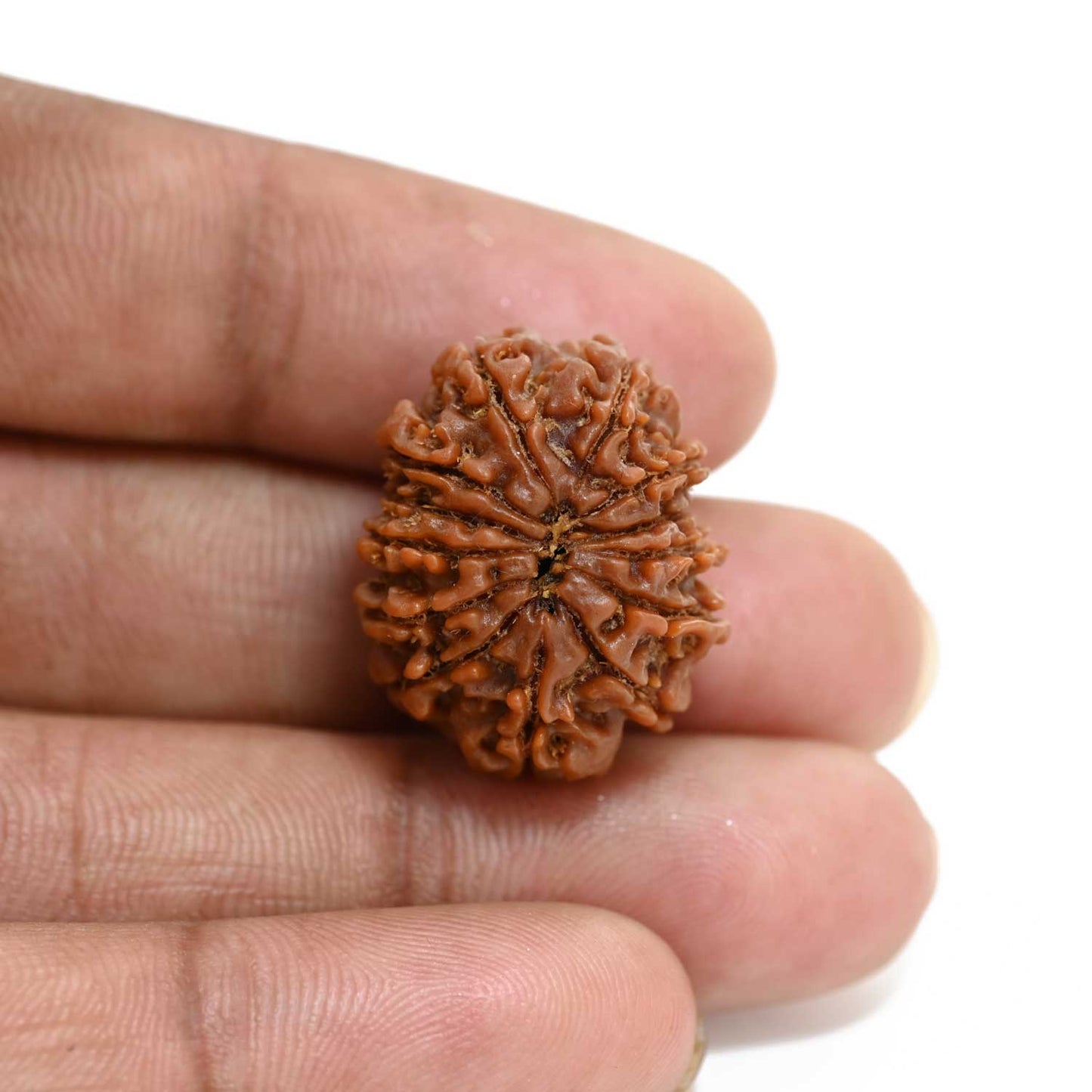 13 Mukhi Rudraksha (Nepal) 23.8 M.M.