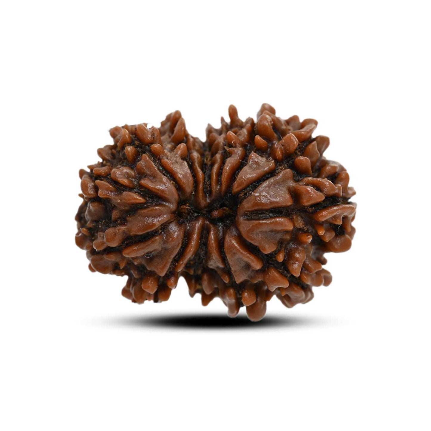 13 Mukhi Rudraksha (Nepal) 27.48 M.M.