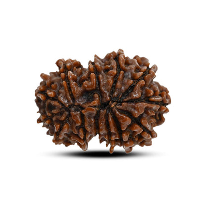 13 Mukhi Rudraksha (Nepal) 27.48 M.M.