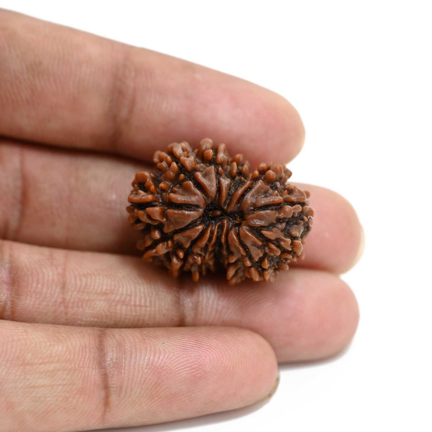 13 Mukhi Rudraksha (Nepal) 27.48 M.M.