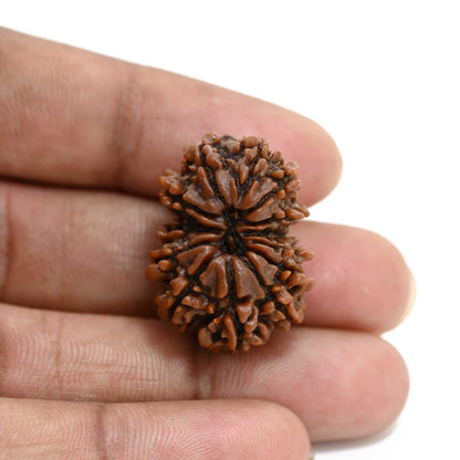13 Mukhi Rudraksha (Nepal) 27.48 M.M.