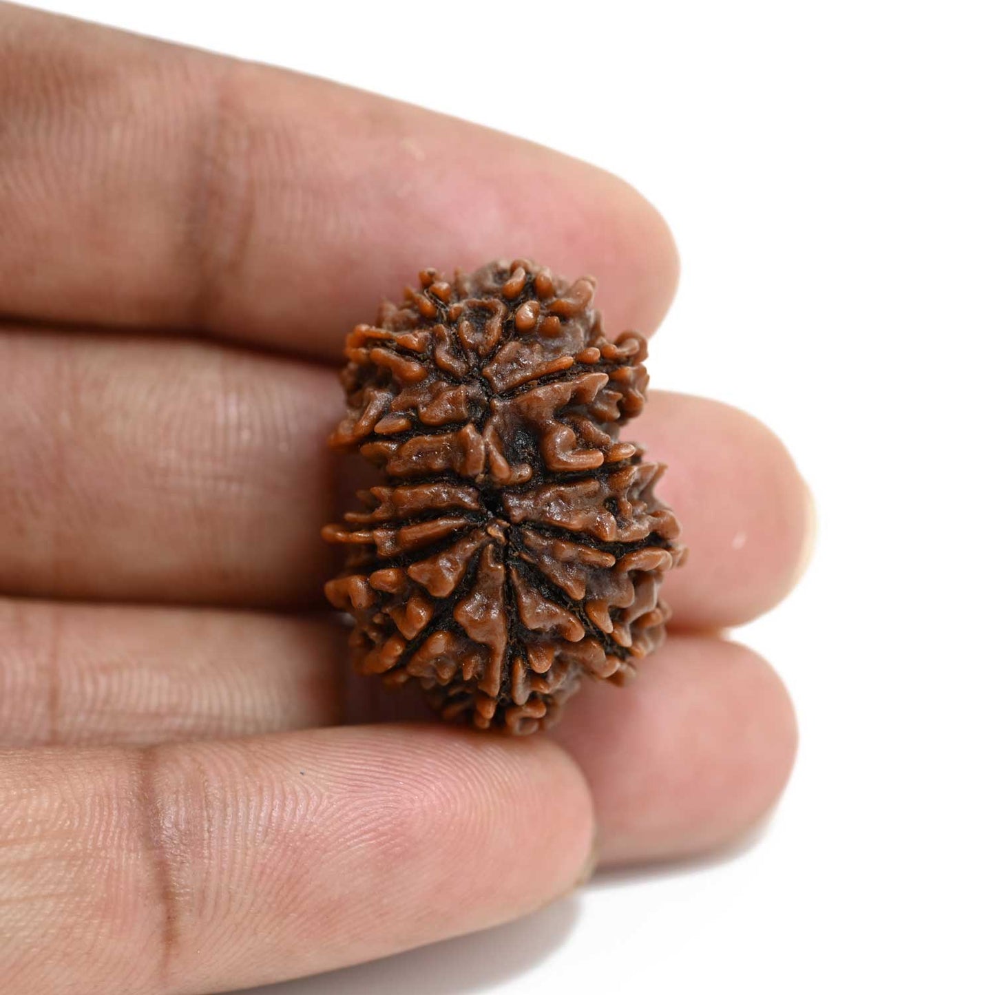 13 Mukhi Rudraksha (Nepal) 27.48 M.M.