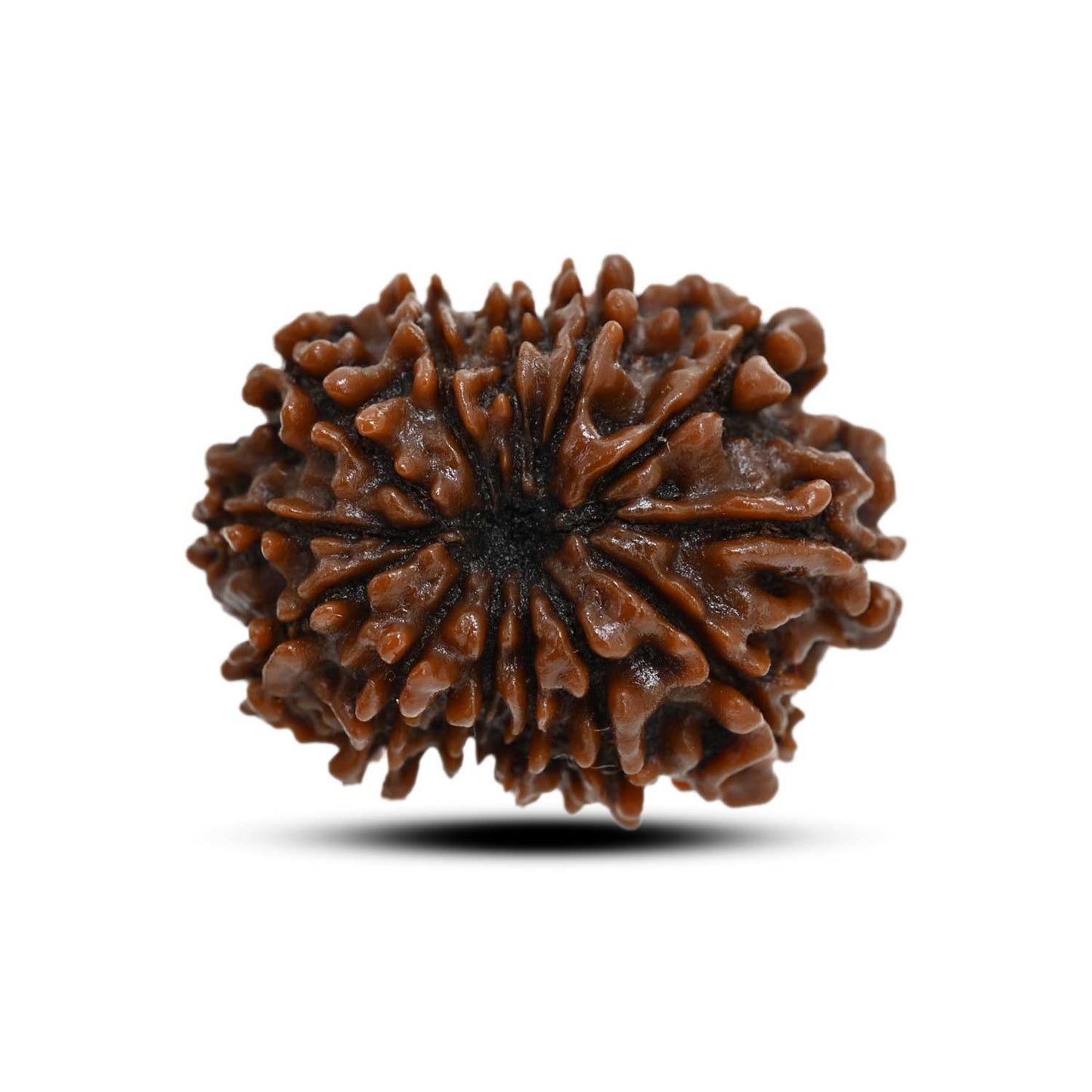 13 Mukhi Rudraksha (Nepal) 24.43 M.M.