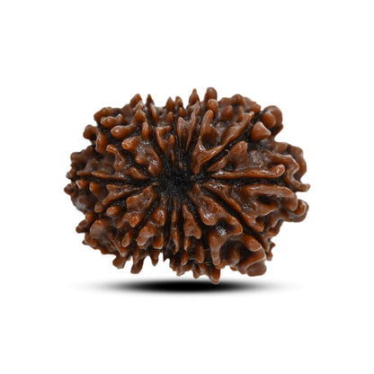 13 Mukhi Rudraksha (Nepal) 24.43 M.M.
