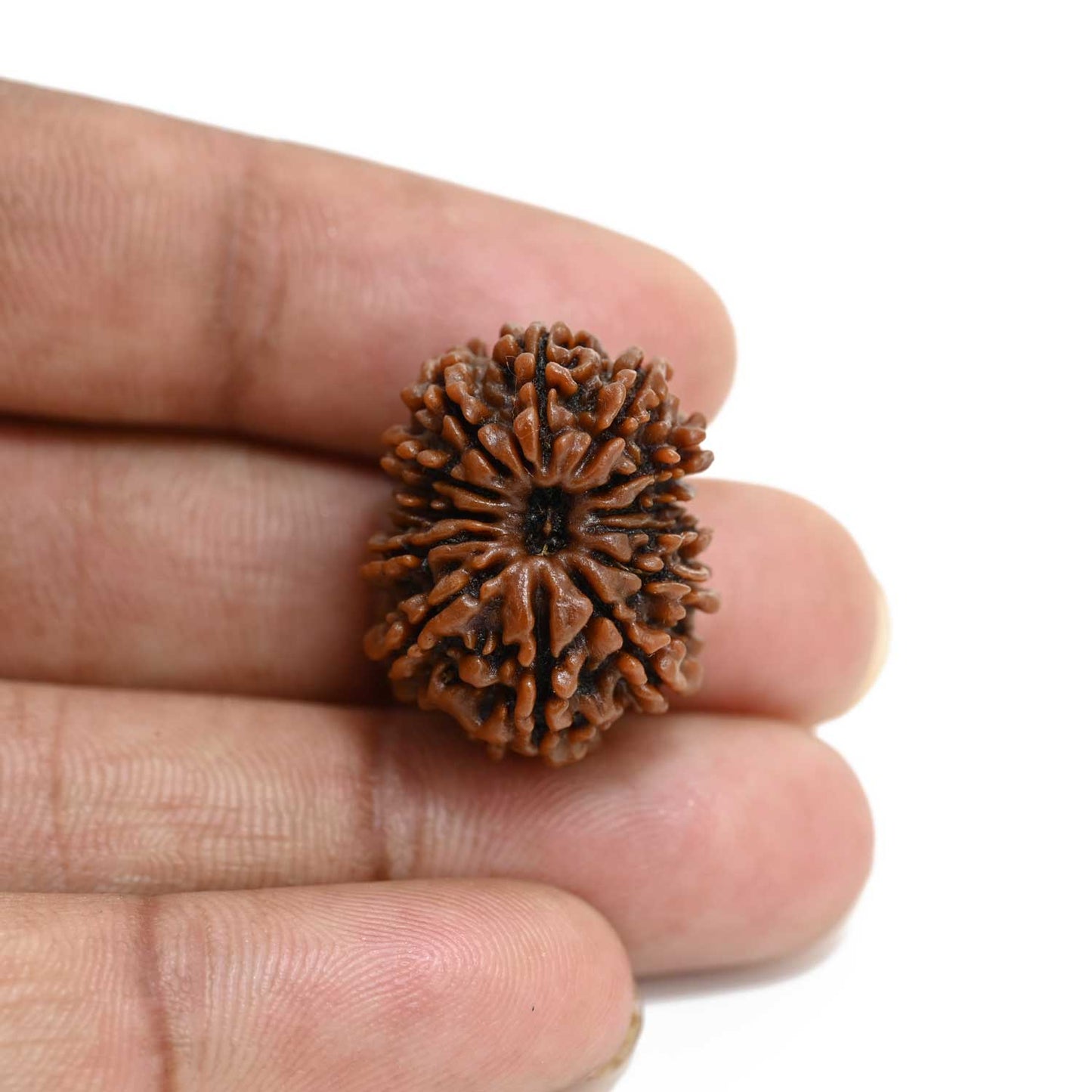 13 Mukhi Rudraksha (Nepal) 24.43 M.M.