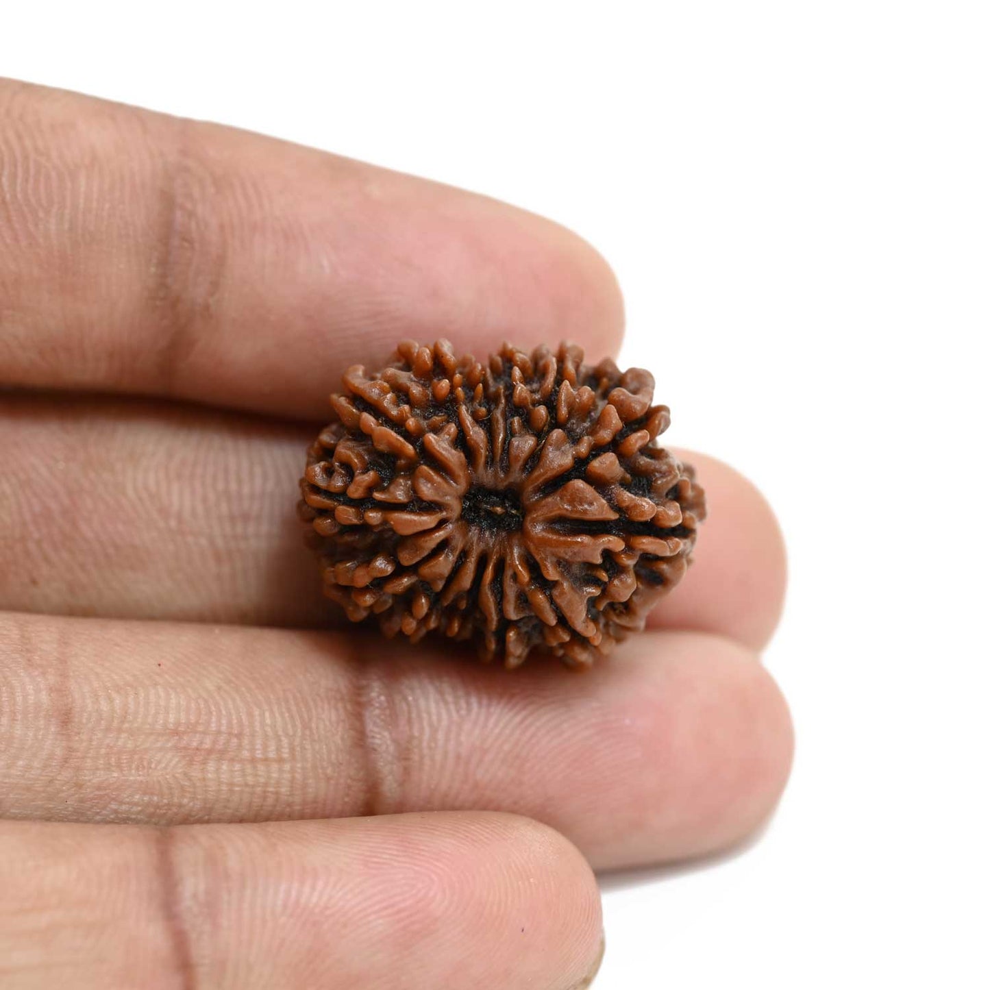 13 Mukhi Rudraksha (Nepal) 24.43 M.M.