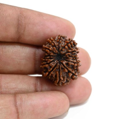 13 Mukhi Rudraksha (Nepal) 24.43 M.M.
