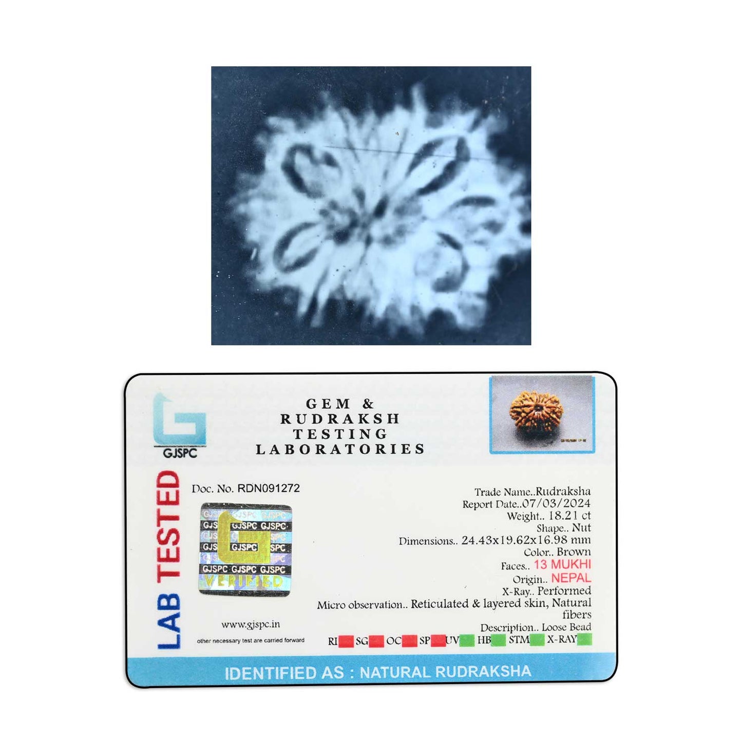 13 Mukhi Rudraksha (Nepal) 24.43 M.M.