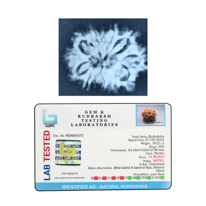 13 Mukhi Rudraksha (Nepal) 24.43 M.M.