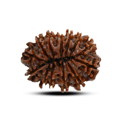 13 Mukhi Rudraksha (Nepal) 24.41 M.M.