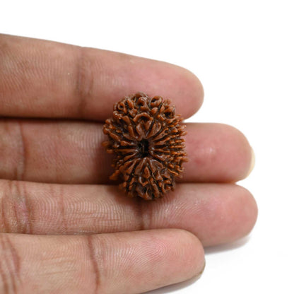 13 Mukhi Rudraksha (Nepal) 24.41 M.M.
