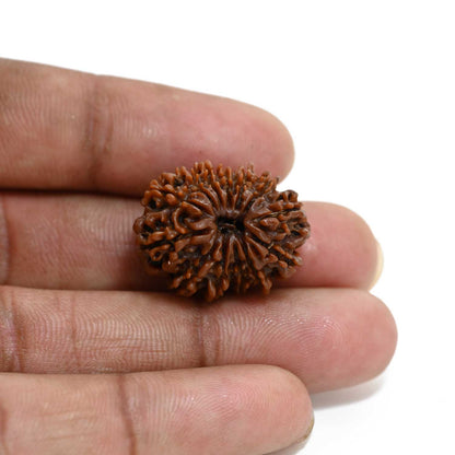 13 Mukhi Rudraksha (Nepal) 24.41 M.M.
