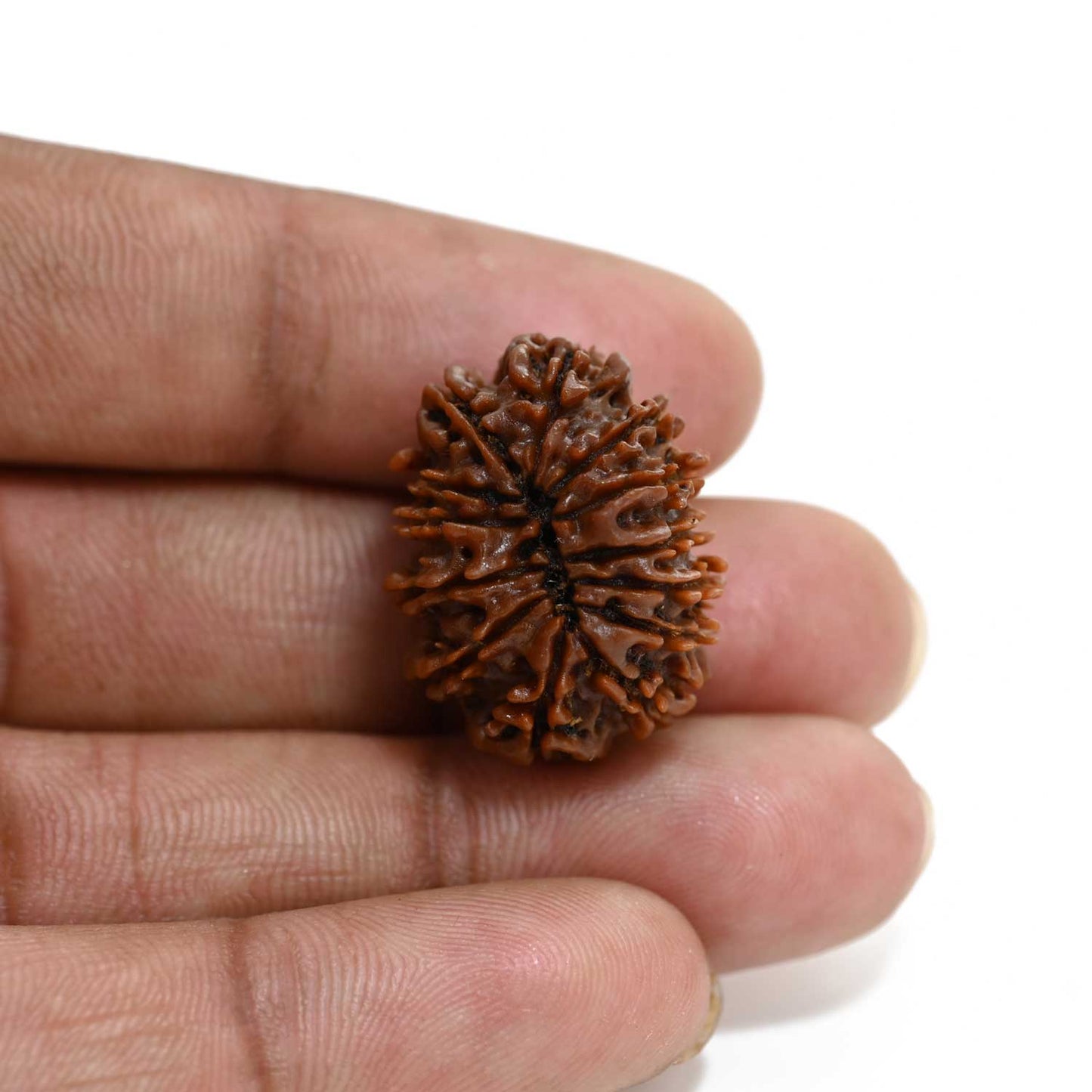 13 Mukhi Rudraksha (Nepal) 24.41 M.M.