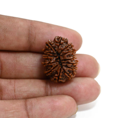 13 Mukhi Rudraksha (Nepal) 24.41 M.M.